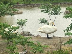 -盐城丹顶鹤湿地生态旅游区