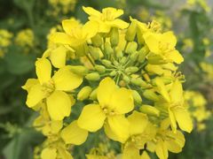 -田园东方蜜桃村的田野营地
