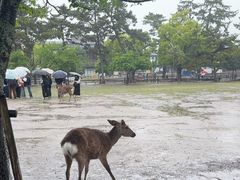 -奈良公园
