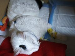 -谐和贝康宠物医院24小时·宠保定点(急重症转诊中心)