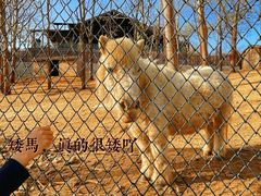 -大连森林动物园