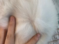 -喵喵咪呀布偶猫咖(春熙路店)