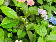 -斐兹洛伊花园