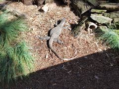 -费瑟代尔野生动物园