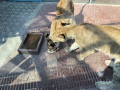 -西霞口神雕山野生动物世界