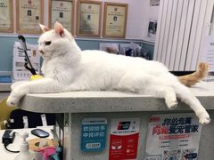 -纳吉亚猫专科动物医院·北北分院