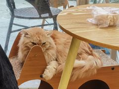 -猫咪派对(江南西店)