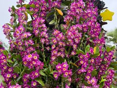 -三品王(桃源店)