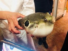 -天正河鲀·河豚亭(大连店)