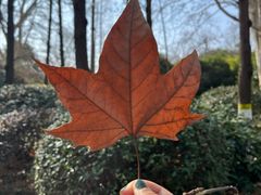 -习家池