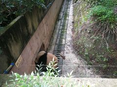 熊猫-成都大熊猫繁育研究基地