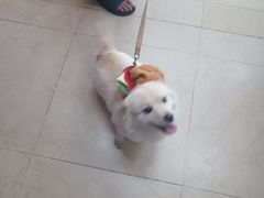 -瑞派旺宝宠物医院·犬猫全科综合·尿道专科(莲兴院)