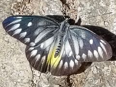 -广州白江湖森林公园