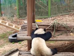 -栾川竹海野生动物园