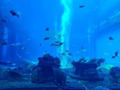 -亚特兰蒂斯•OSSIANO奥西亚诺海底餐厅