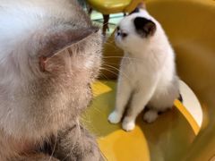 -猫色咖啡·猫咖