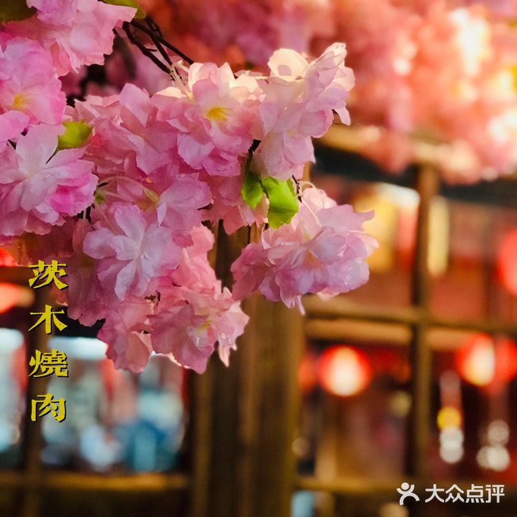 满树烂漫樱花下，炭火烤肉茨木烧