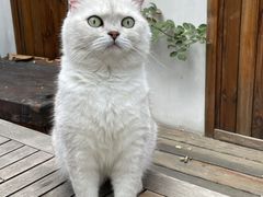 -喵屿·大理花园猫咖