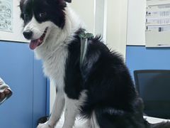 -凯瑞希宠物医院·狂犬免疫·微创·皮肤科