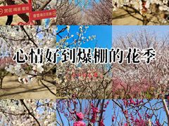 -香雪海