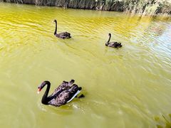 -南大港湿地风景区
