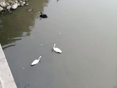 -北京麋鹿生态实验中心