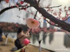 -月湖风景区