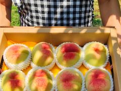 -老袁家蜜桃农场·阳山水蜜桃