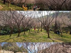 -广州市白云山风景名胜区