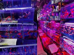 -青石桥花鸟鱼虫市场(叠翠城店)