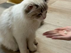 -柴迷FANS CLUB·柴犬狗咖·猫咖