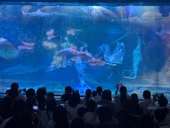 -海合安成都极地海洋公园