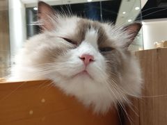 -藏猫猫咖啡主题馆(中央大道店)