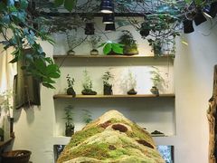 -植觉