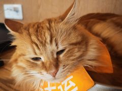 -MOCHA明星猫咖(田子坊店)