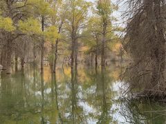 -金塔沙漠胡杨林景区