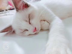 -喵的天空名猫咖啡馆·撸猫·猫舍·用品