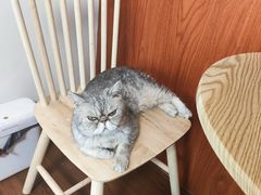 -楼上猫咖(罗湖店)