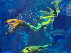-海合安成都极地海洋公园