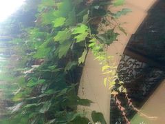 -猫色咖啡·猫咖