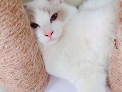 -喵的天空名猫咖啡馆·撸猫·猫舍·用品