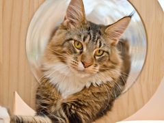 -COLOR PETS 撸猫馆·购猫·猫咖(长风大悦城店)