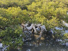 -北海金海湾红树林生态旅游区