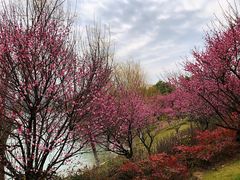 -天鹅湖体育公园