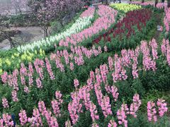 -天适樱花悠乐园