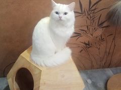 -楼上猫咖(罗湖店)