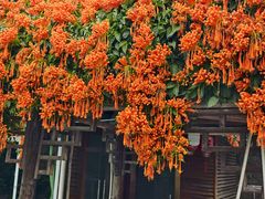 -鲤鱼塘农家山庄