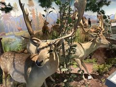 -陕西自然博物馆