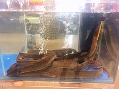 活鳗-本炙炭烤·蒲烧活鳗料理店(金沙洲店)