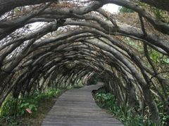 -广西壮族自治区药用植物园